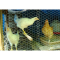 Poultry Mesh (R-LJW)